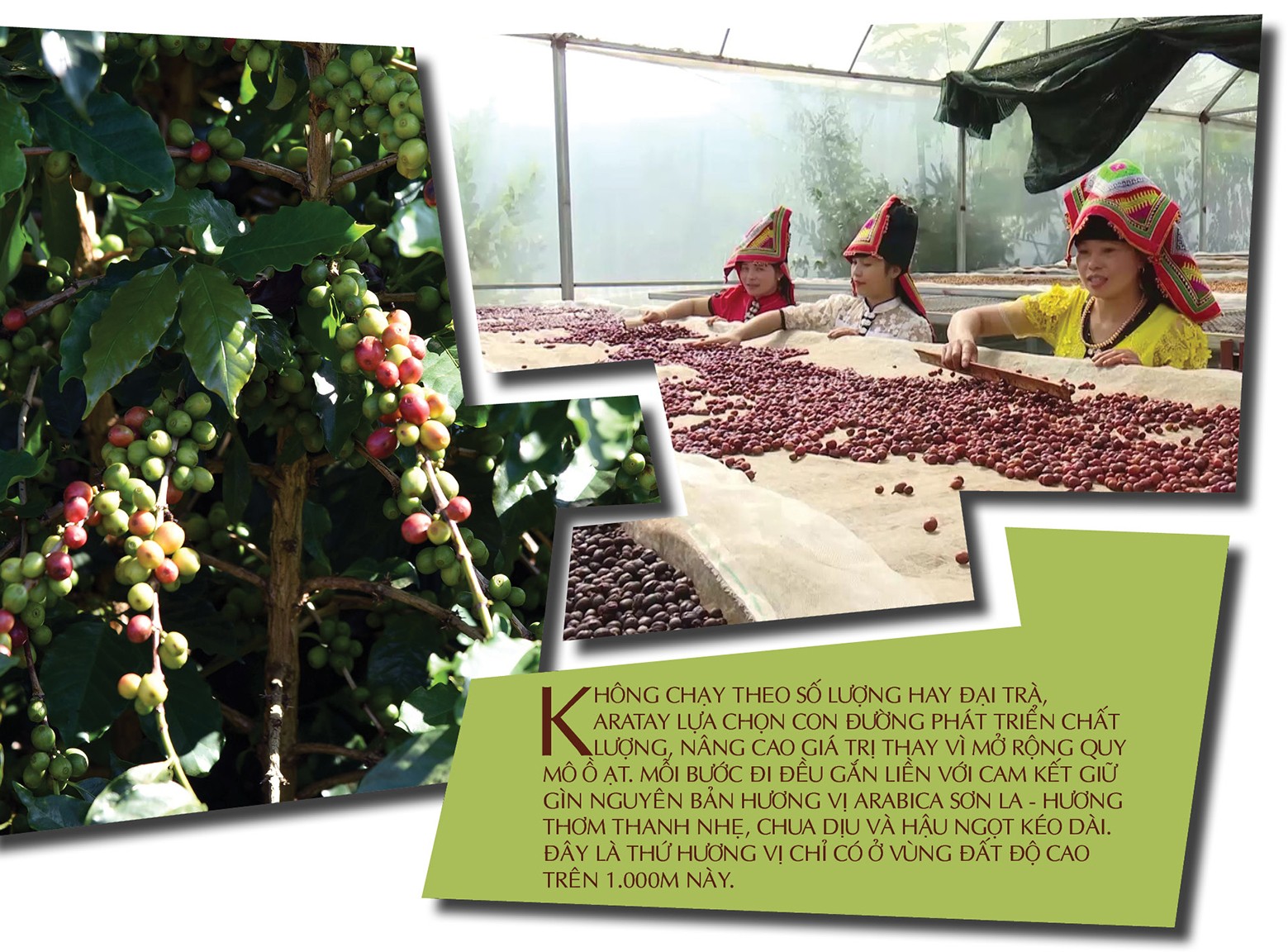 Longform | Cà phê Tây Bắc chạm chuẩn OCOP 4 sao