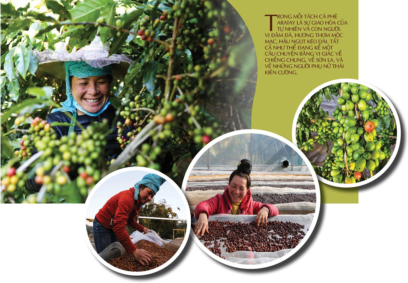 Longform | Cà phê Tây Bắc chạm chuẩn OCOP 4 sao