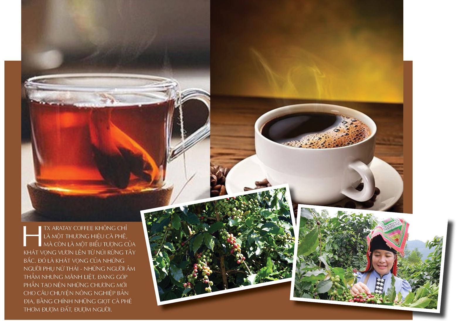 Longform | Cà phê Tây Bắc chạm chuẩn OCOP 4 sao