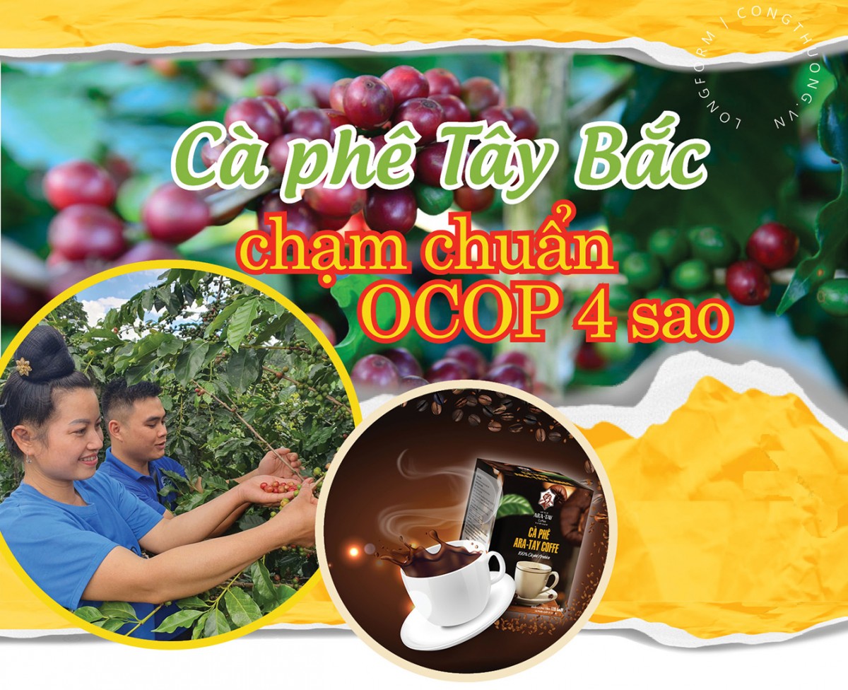 Longform | Cà phê Tây Bắc chạm chuẩn OCOP 4 sao
