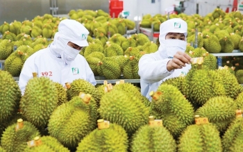 Tháo nút thắt cho sầu riêng: Cần 'luồng xanh' thông quan