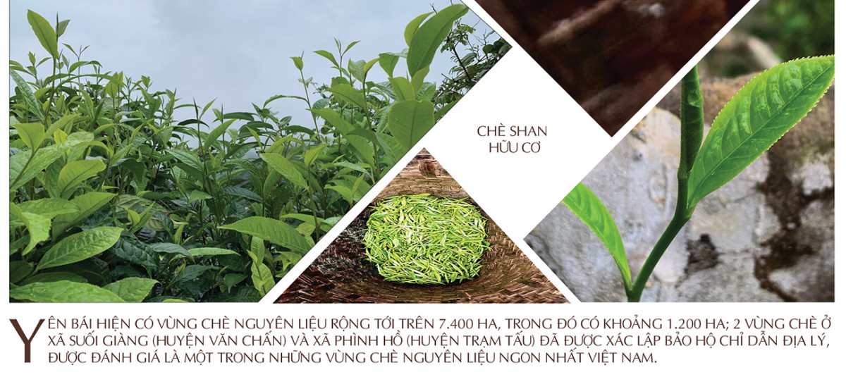 Longform | Búp chè ‘kể chuyện’ vùng cao Longform | Búp chè ‘kể chuyện’ vùng cao