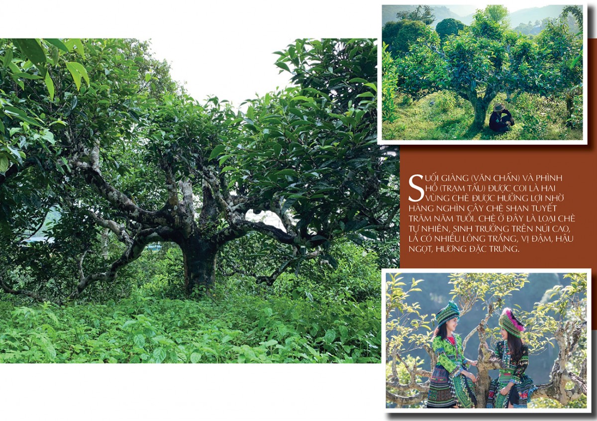 Longform | Búp chè ‘kể chuyện’ vùng cao Longform | Búp chè ‘kể chuyện’ vùng cao