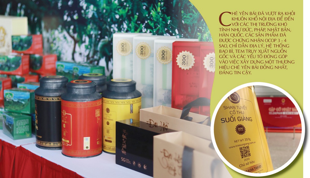 Longform | Búp chè ‘kể chuyện’ vùng cao Longform | Búp chè ‘kể chuyện’ vùng cao