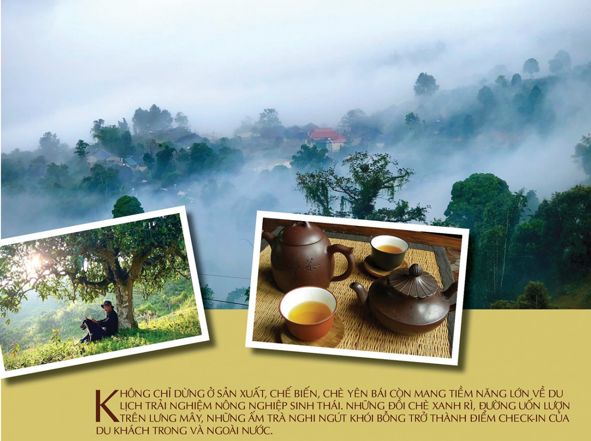 Longform | Búp chè ‘kể chuyện’ vùng cao Longform | Búp chè ‘kể chuyện’ vùng cao