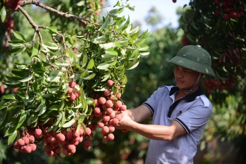  vải thiều Lục Ngạn - Bắc Giang