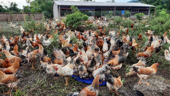 Gà bản Đầm Hà có màu lông sặc sỡ, bắt mắt, chất lượng thịt thơm ngon. Ảnh: Quang Dũng