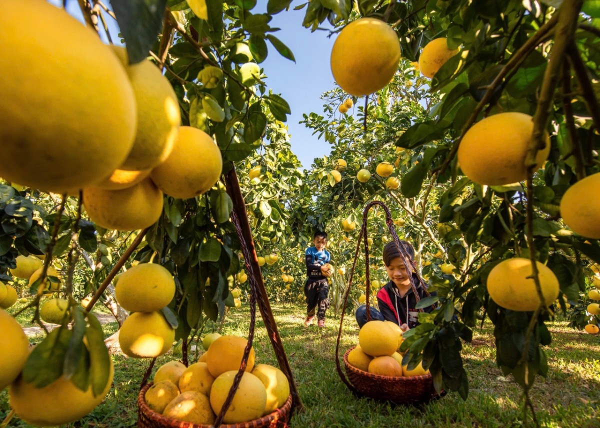 Những khu vườn đầy cây trái đạt chất lượng OCOP cũng là điểm đến được du khách ưa chuộng