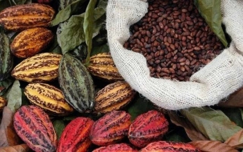 EU siết kiểm soát ngành ca cao và nông sản nhập khẩu