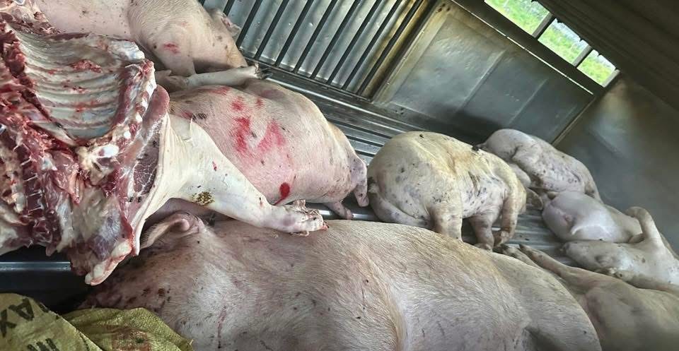 Số lợn chết bị phát hiện (Ảnh: Vinh Thông)