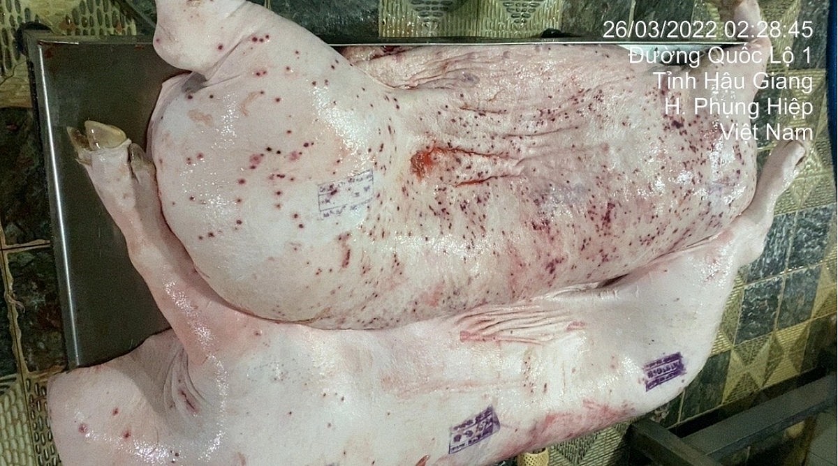 Hình ảnh heo bệnh được Facebook Jonny Lieu lan truyền trên mạng xã hội những ngày qua. Ảnh từ Facebook Jonny Lieu