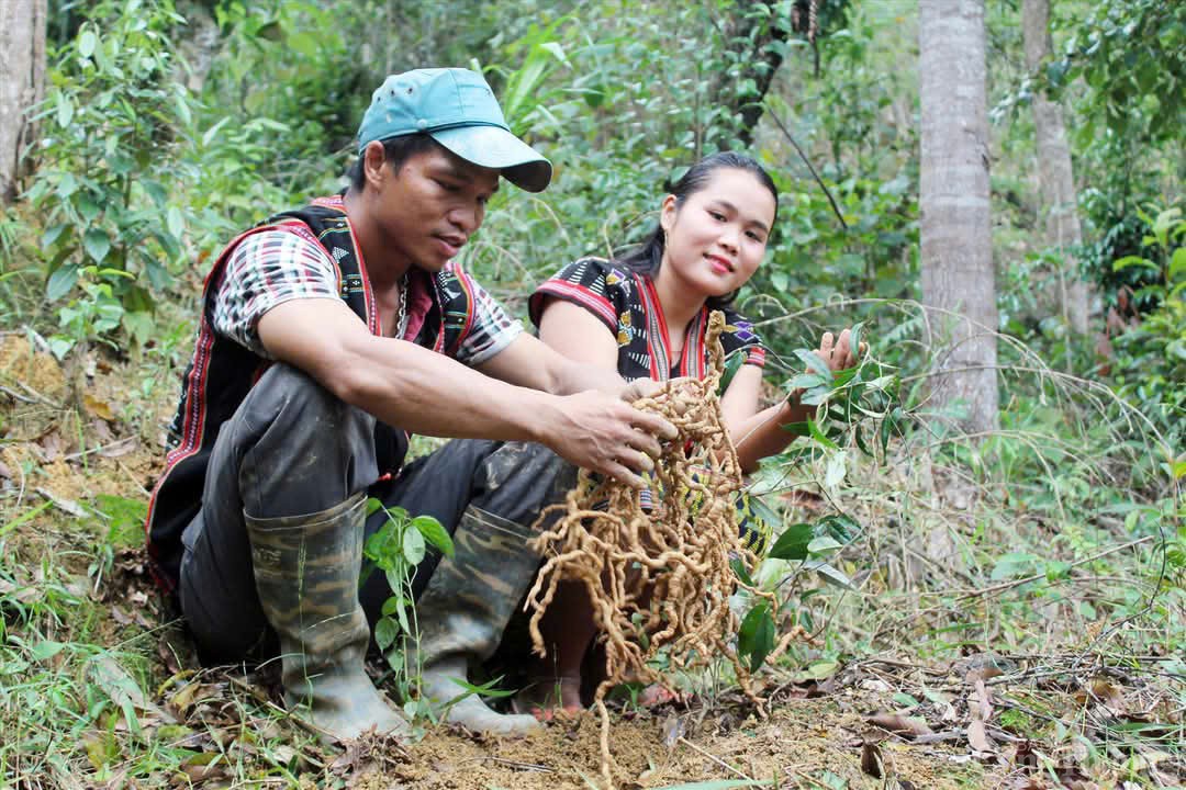 Phát triển công nghiệp dược liệu miền Trung, Tây Nguyên: Quyết định