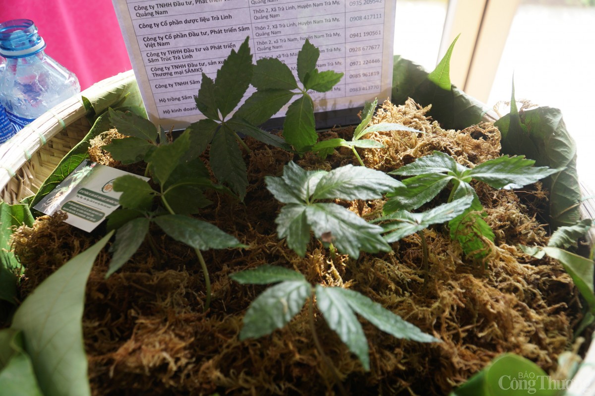 Phát triển công nghiệp dược liệu miền Trung, Tây Nguyên: Chủ yếu