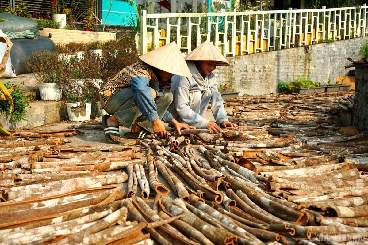 Phát triển công nghiệp dược liệu miền Trung, Tây Nguyên: Chủ yếu