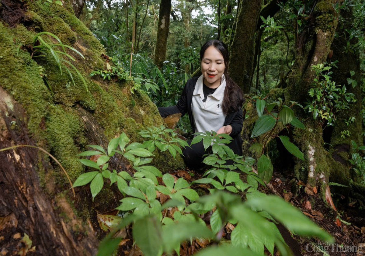 Phát triển công nghiệp dược liệu miền Trung, Tây Nguyên: Chủ yếu