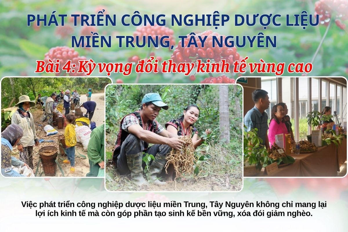 Phát triển công nghiệp dược liệu miền Trung, Tây Nguyên: Kỳ vọng Phát triển công nghiệp dược liệu miền Trung, Tây Nguyên: Kỳ vọng