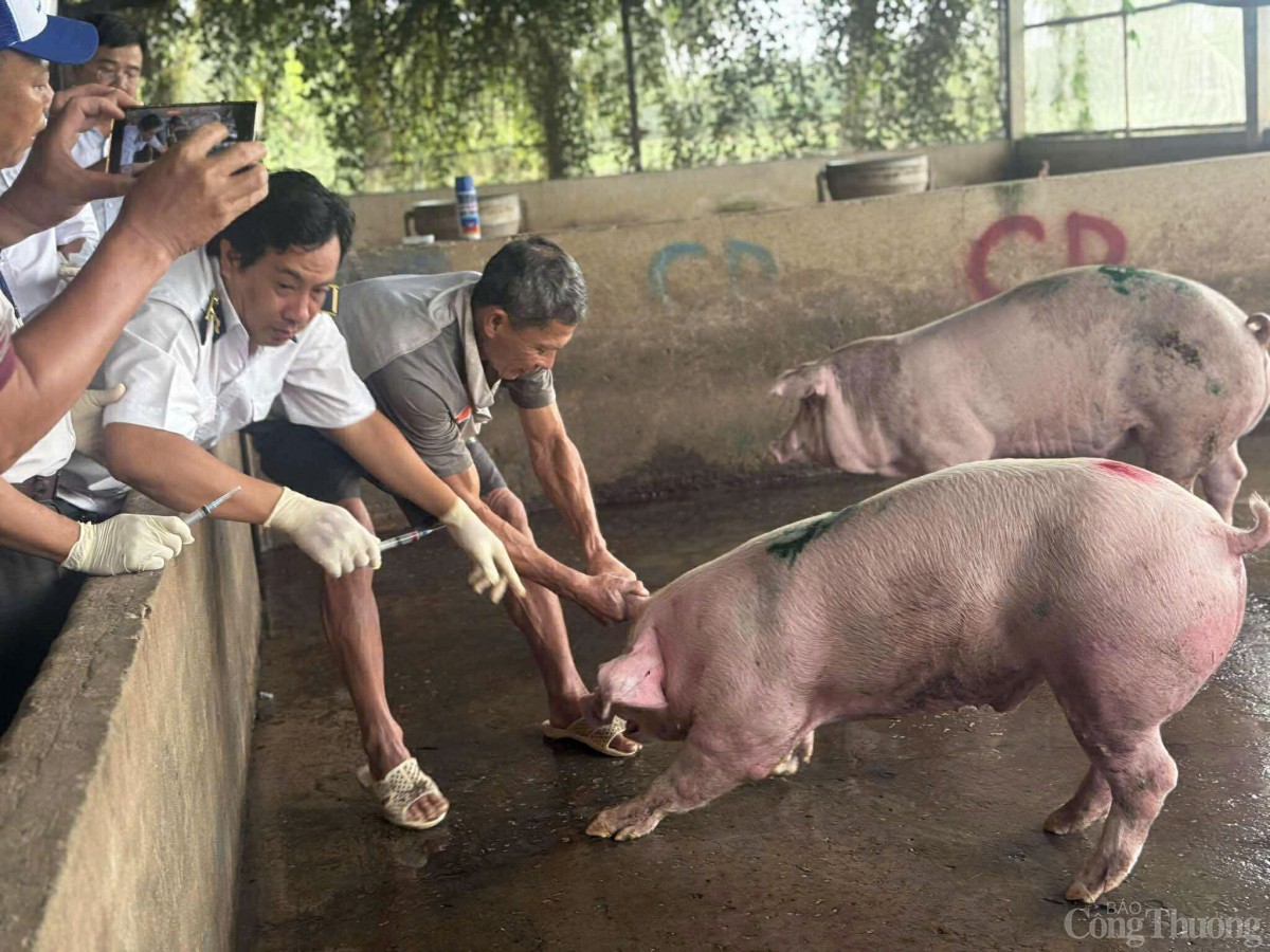Sóc Trăng: Đang kiểm tra lò mổ giết heo gia công cho