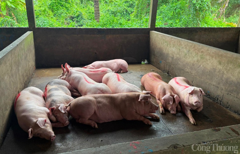 Sóc Trăng: Đang kiểm tra lò mổ giết heo gia công cho