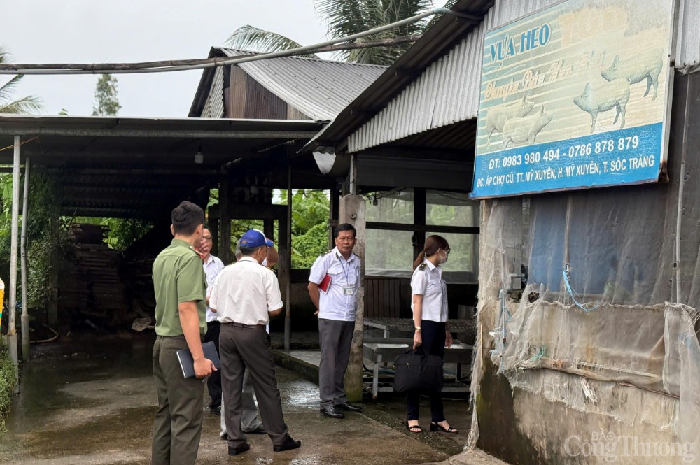 Sóc Trăng: Đang kiểm tra lò mổ giết heo gia công cho