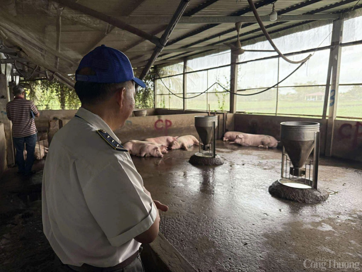 Sóc Trăng: Đang kiểm tra lò mổ giết heo gia công cho Sóc Trăng: Đang kiểm tra lò mổ giết heo gia công cho