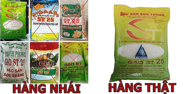 Cách phân biệt gạo ST25 thật và giả Cách phân biệt gạo ST25 thật và giả