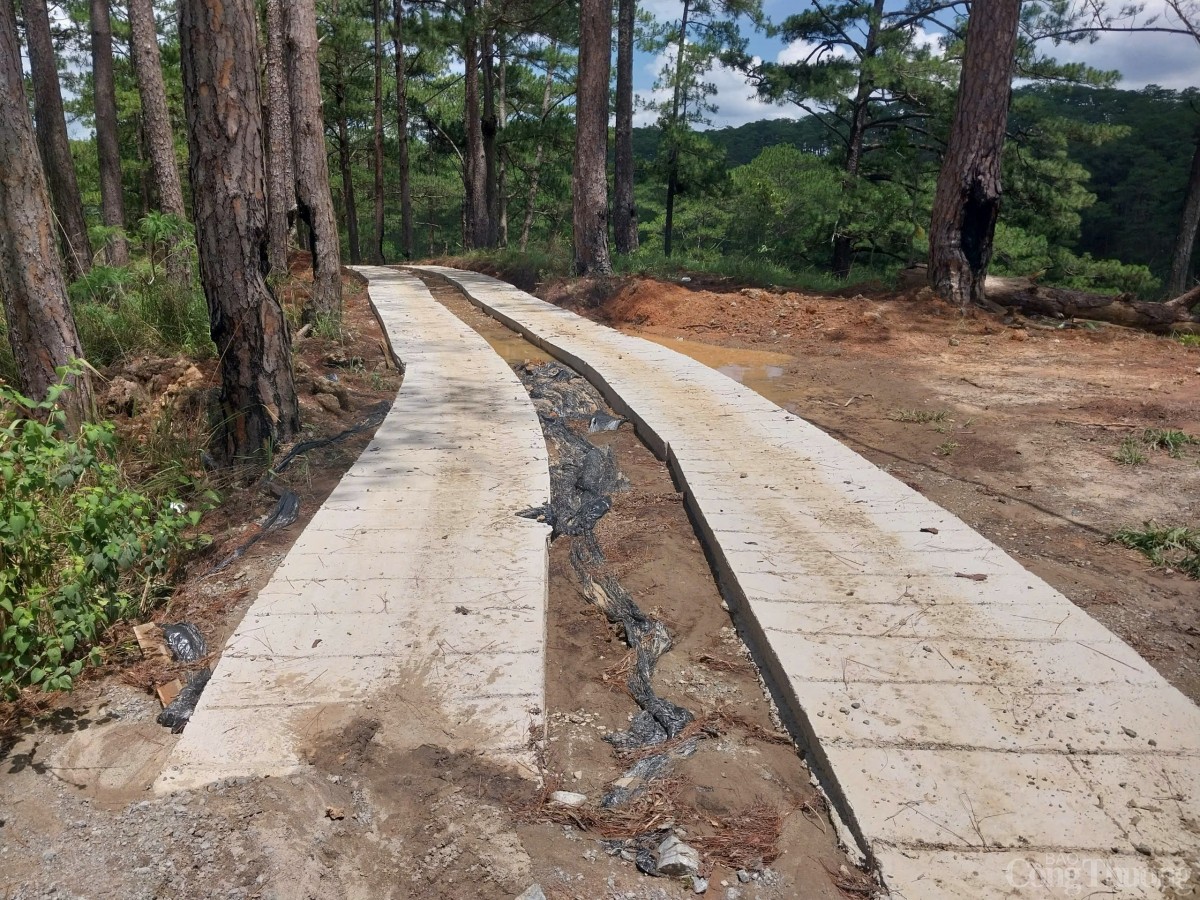 mở đường trong rừng phòng hộ