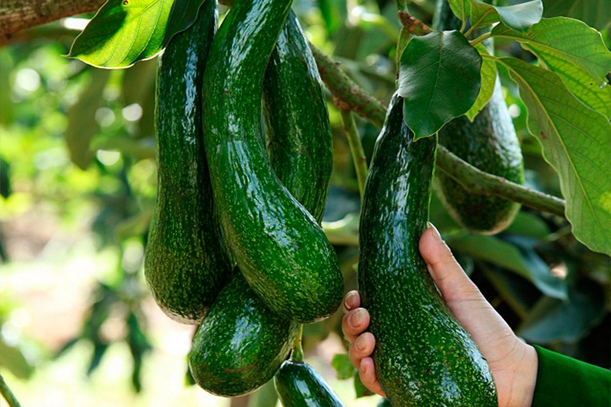 Phát huy thế mạnh bản địa, nâng tầm sản phẩm OCOP Lâm