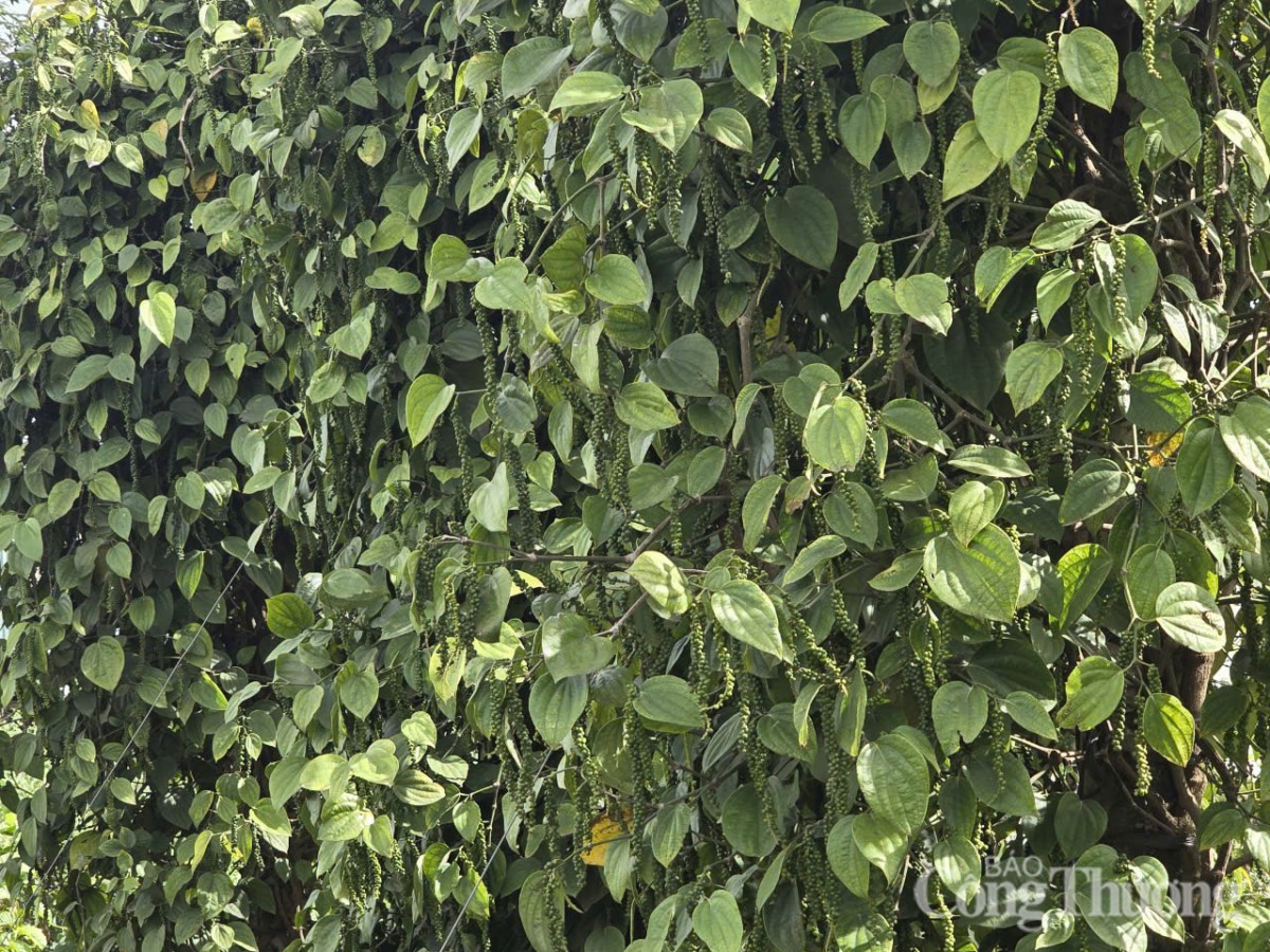 Giá tiêu hôm nay 5/6/2025: trong nước neo ngưỡng cao