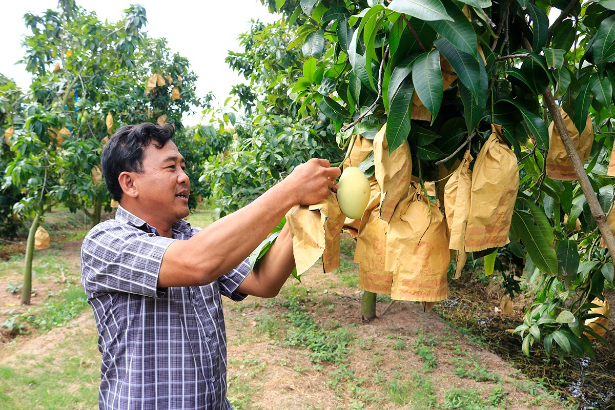 Việc cấp mã số vùng trồng giúp nông sản dễ dàng tiếp cận thị trường. Ảnh: Minh Đức Việc cấp mã số vùng trồng giúp nông sản dễ dàng tiếp cận thị trường. Ảnh: Minh Đức