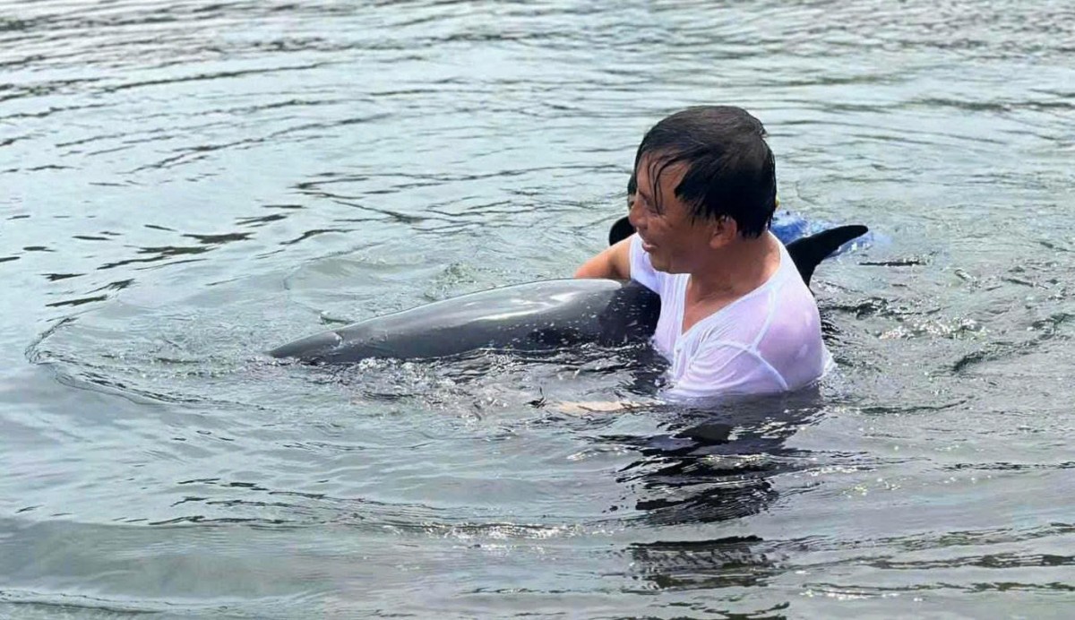 Đưa cá heo trở về môi trường tự nhiên Đưa cá heo trở về môi trường tự nhiên