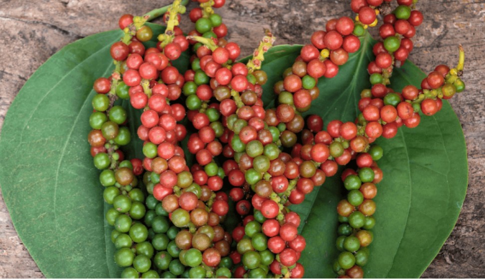 Xuất khẩu tiêu Việt Nam 5 tháng đạt gần 693 triệu USD, tăng hơn 40% dù sản lượng giảm