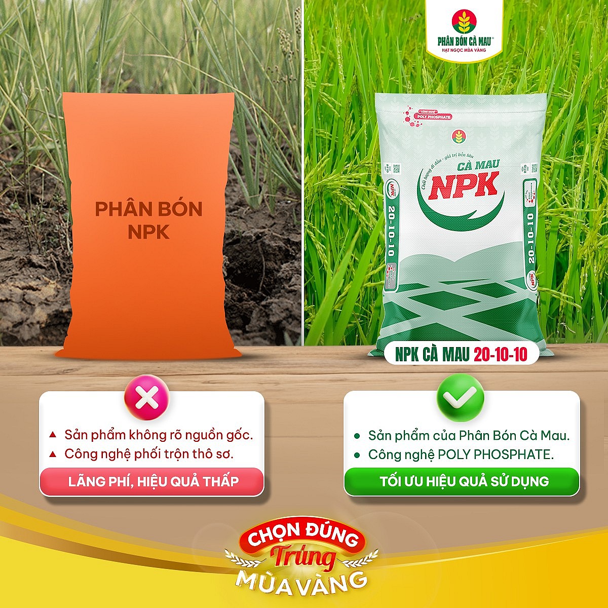 Công nghệ Polyphosphate của NPK Cà Mau 20-10-10 giúp rễ khoẻ, cây sung, mùa nào cũng trúng (Ảnh PVCFC)