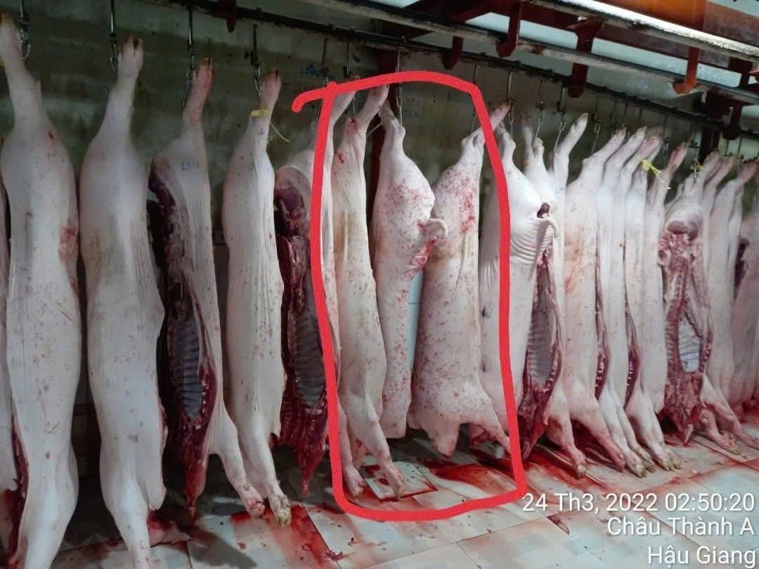 Thông tin mới nhất từ liên quan vụ tố thịt heo bẩn
