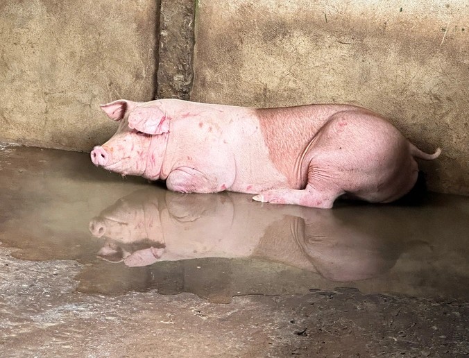 Thông tin mới nhất từ liên quan vụ tố thịt heo bẩn