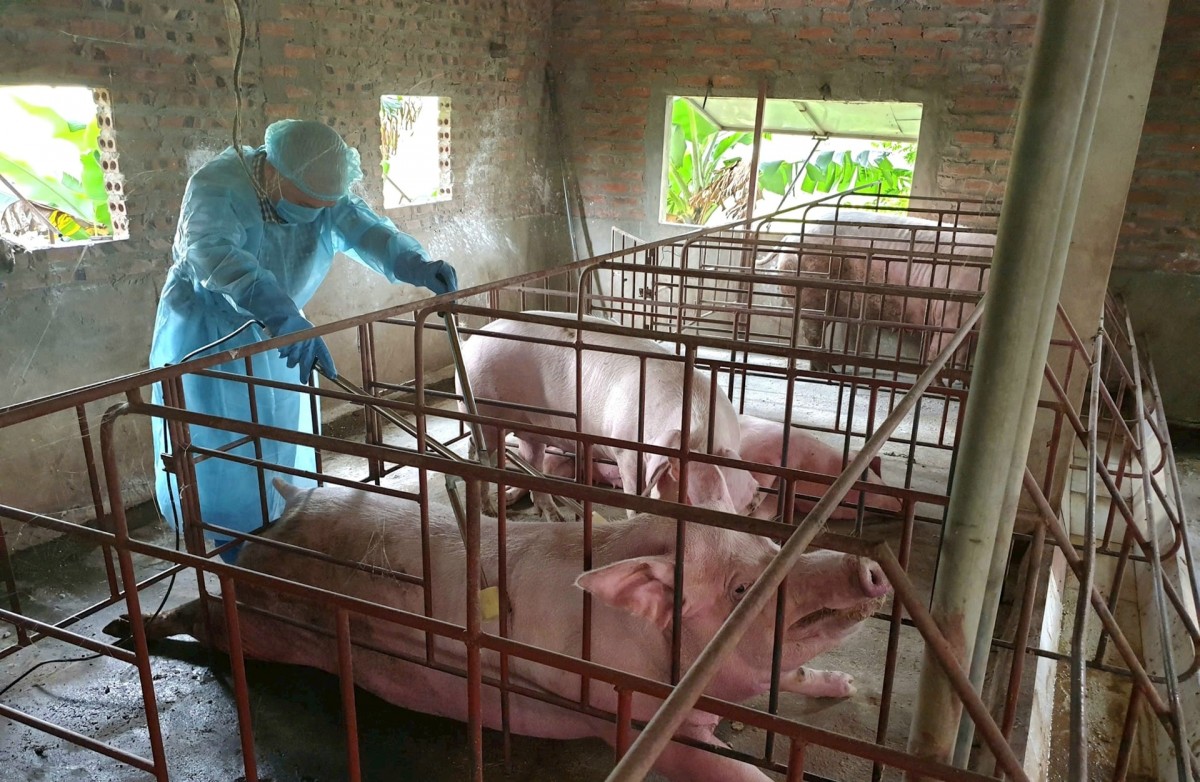 Lợn buộc phải tiêu hủy do dịch bệnh được hỗ trợ lên tới 40.000 đồng/kg. Ảnh: Lê Minh