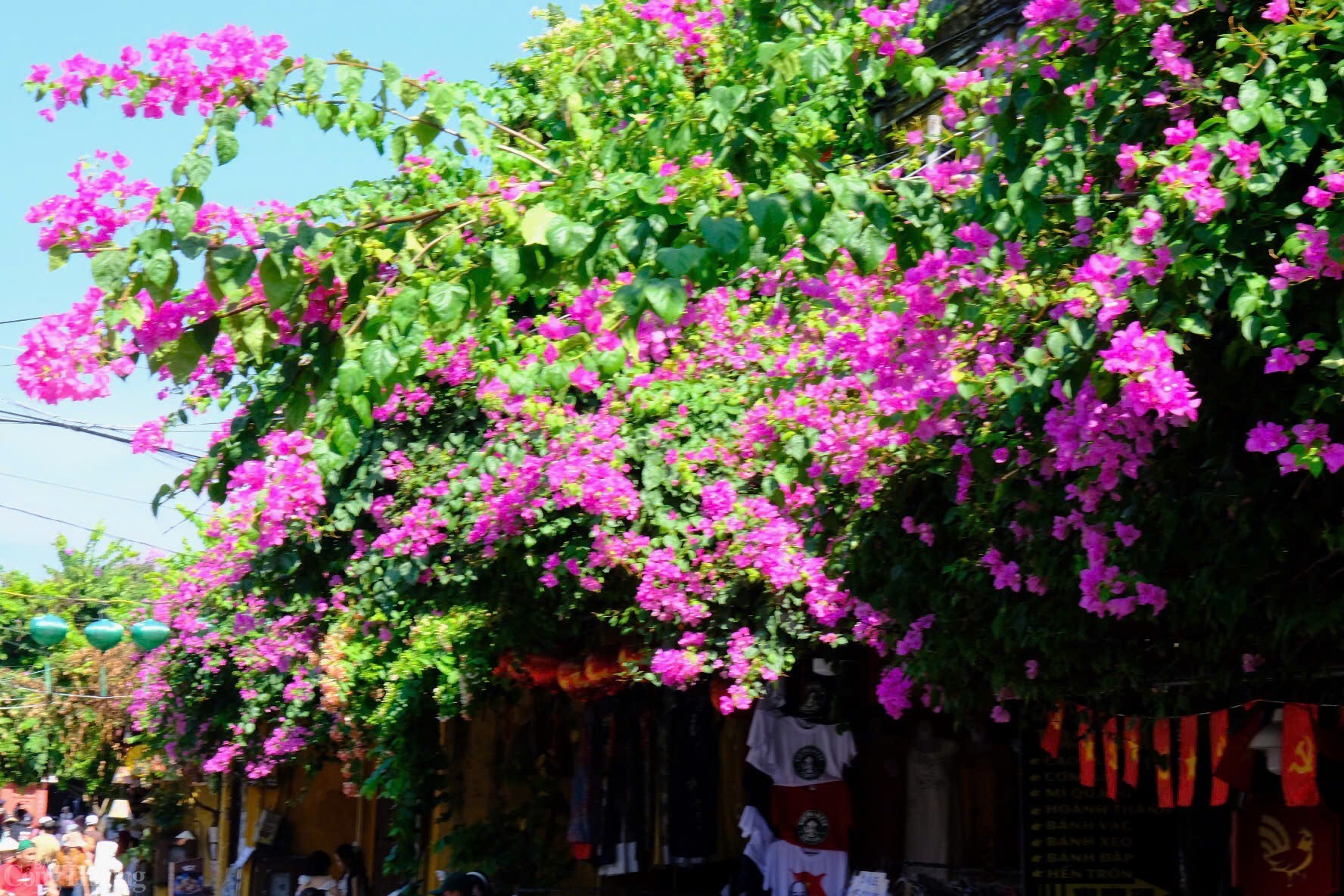 Hoa giấy là hình ảnh quen thuộc không thể thiếu trong mỗi con hẻm, mỗi ngôi nhà ở Hội An. Hầu như nhà nào cũng có những giàn hoa giấy rực rỡ, phủ bóng lên các bức tường vàng đặc trưng của phố cổ. Sắc hoa đỏ, hồng, tím rực rỡ như điểm xuyết thêm nét duyên dáng, mộc mạc mà thanh lịch, khiến Hội An trở nên khác biệt và đậm chất thơ hơn trong mắt du khách.