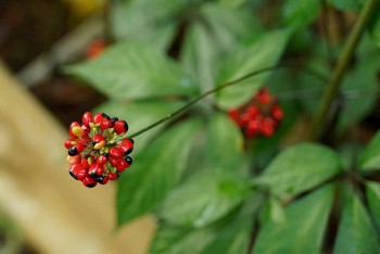 Xây dựng thương hiệu Sâm Ngọc Linh, kết nối chuỗi giá trị