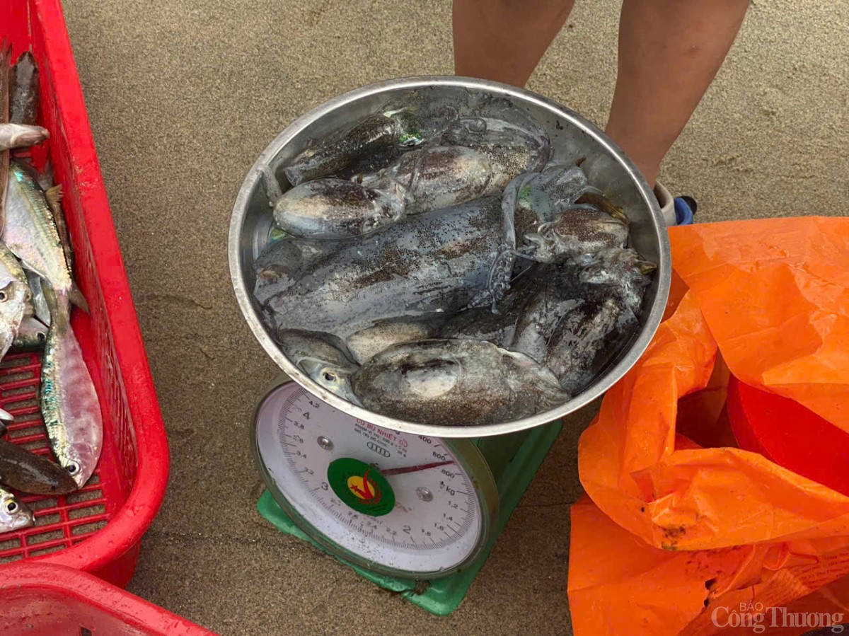 Thú vị cảnh kéo lưới rùng, mua bán cá trên biển Đà Nẵng