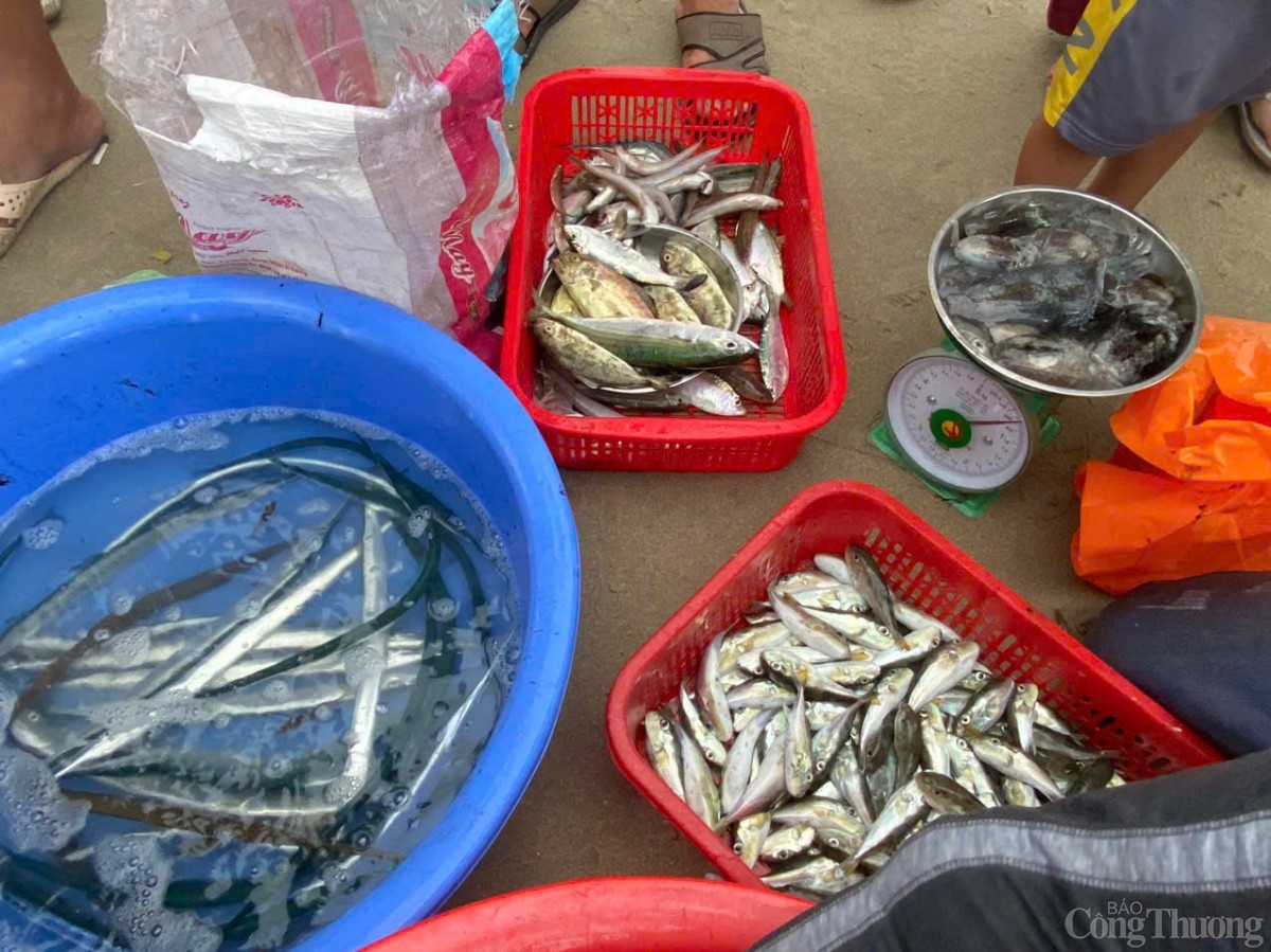 Thú vị cảnh kéo lưới rùng, mua bán cá trên biển Đà Nẵng