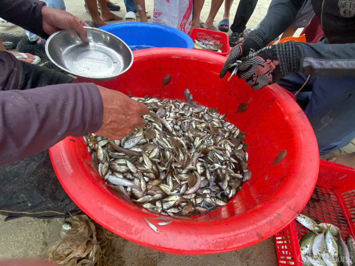 Thú vị cảnh kéo lưới rùng, mua bán cá trên biển Đà Nẵng