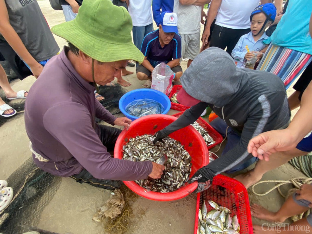 Thú vị cảnh kéo lưới rùng, mua bán cá trên biển Đà Nẵng