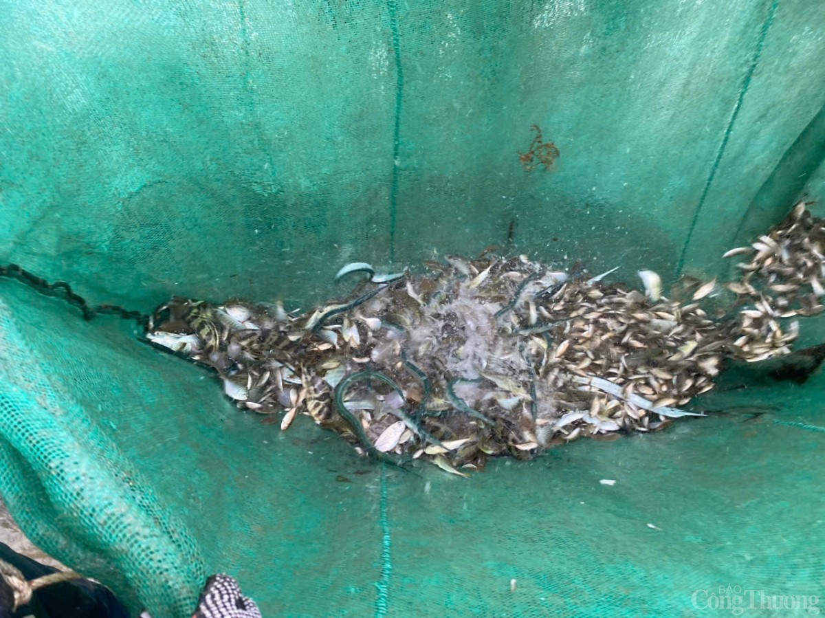 Thú vị cảnh kéo lưới rùng, mua bán cá trên biển Đà Nẵng