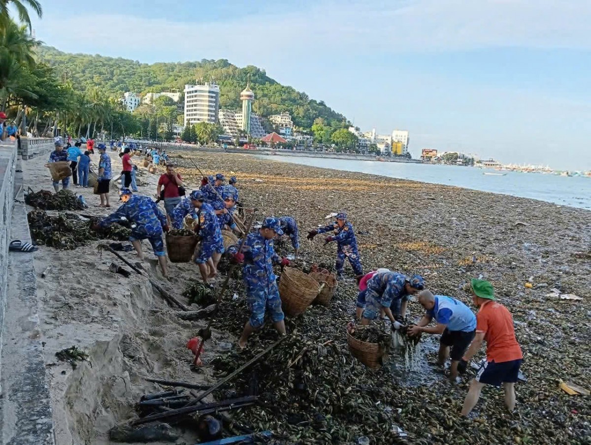 Thu gom rác, làm sạch bời biển Thu gom rác, làm sạch bời biển