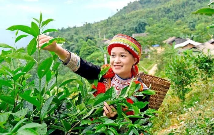 sản phẩm chè Shan tuyết truyền thống được 