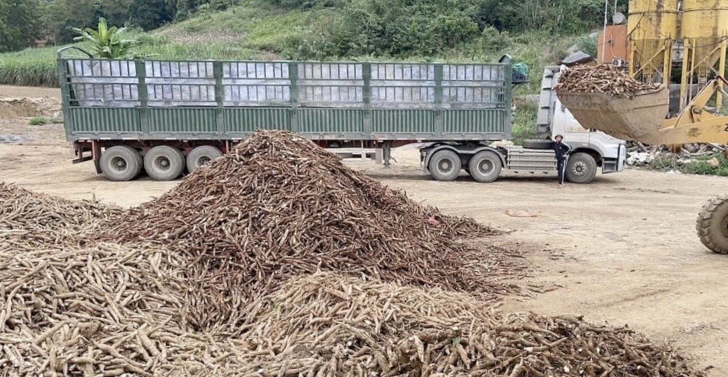 Cây sắn vươn mình thành bệ đỡ thoát nghèo bền vững