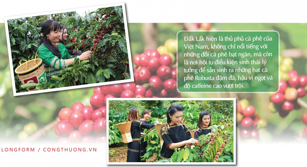 Longform | Hạt cà phê Việt và hành trình thoát nghèo của bà con vùng cao