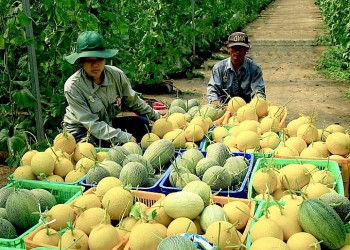 Bình Dương: Huyện Phú Giáo có thêm 12 sản phẩm OCOP 3 sao