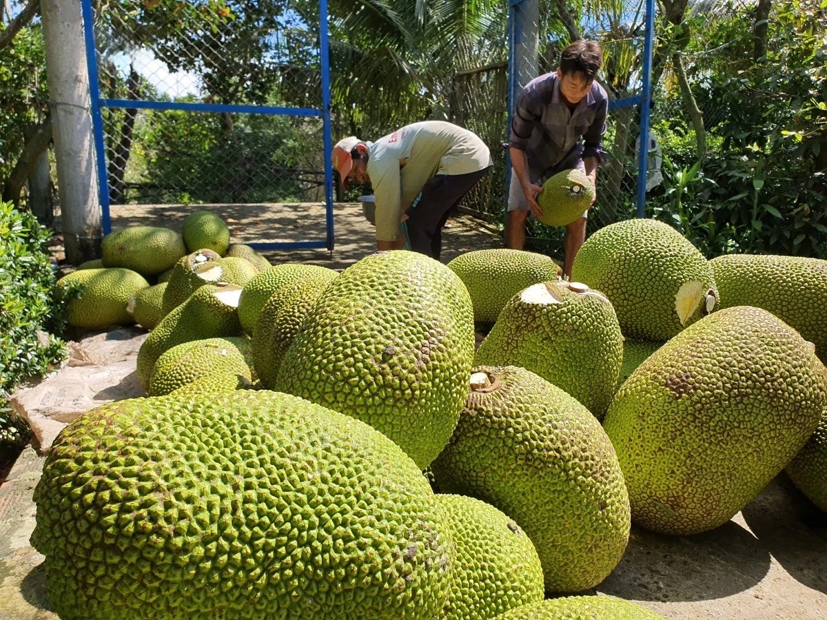 Mít Miền Tây rớt giá ‘thê thảm’, 1.000 đồng/kg vẫn ế