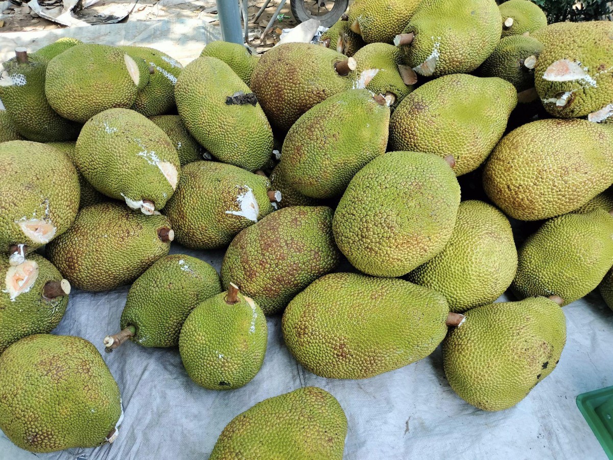 Mít Miền Tây rớt giá ‘thê thảm’, 1.000 đồng/kg vẫn ế