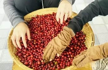 Giá cà phê Robusta quay đầu tăng 1,85% lên mức 4.522 USD/tấn